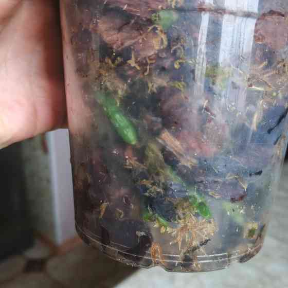 Орхидея фаленопсис Scorpio Донецк