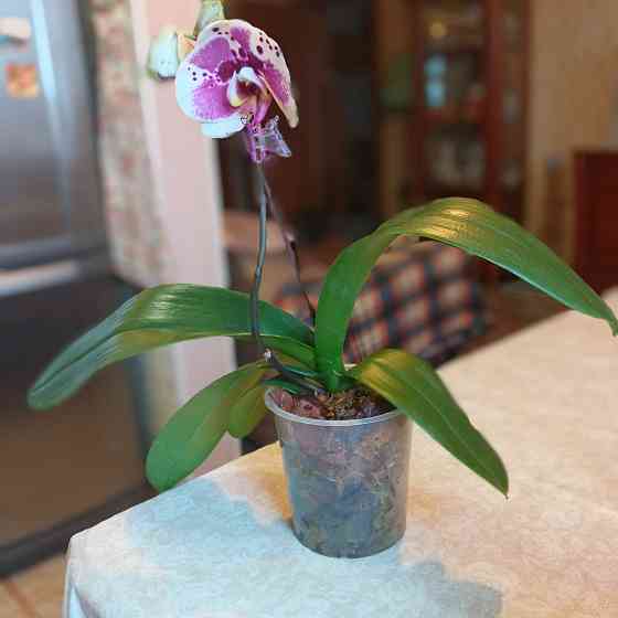 Орхидея фаленопсис Scorpio Донецк