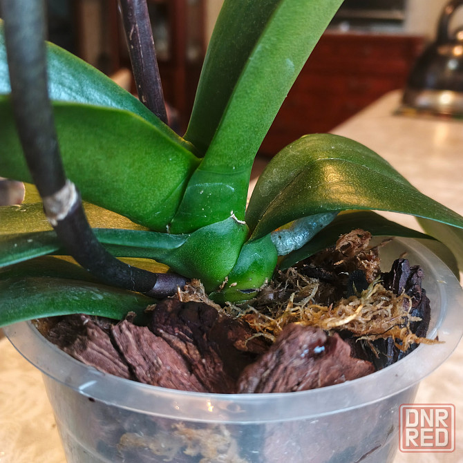 Орхидея фаленопсис Scorpio Донецк - изображение 3