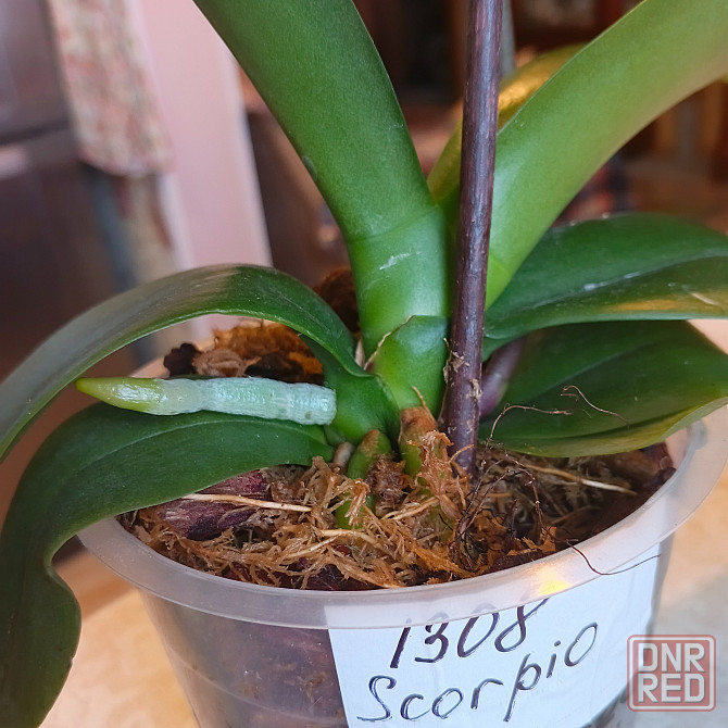 Орхидея фаленопсис Scorpio Донецк - изображение 6