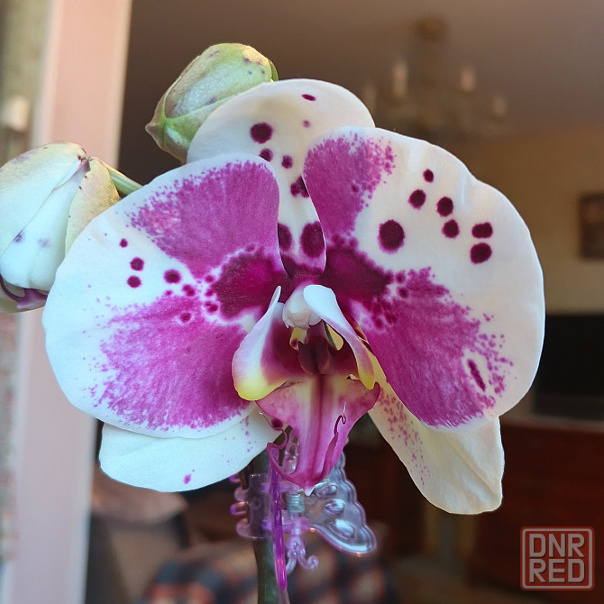 Орхидея фаленопсис Scorpio Донецк - изображение 1
