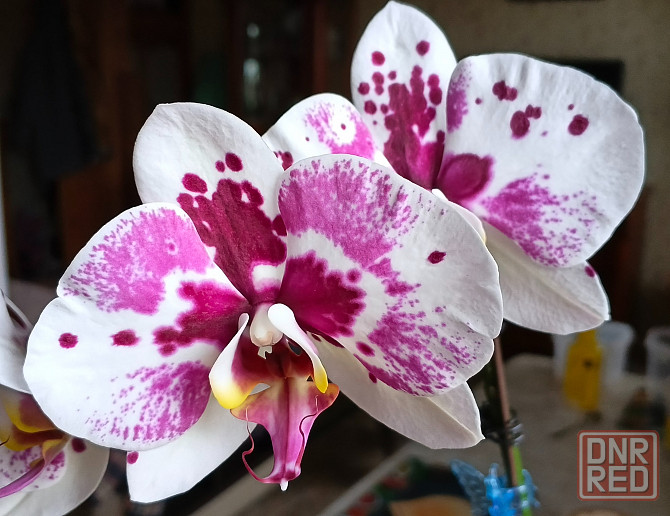 Орхидея фаленопсис Scorpio Донецк - изображение 7