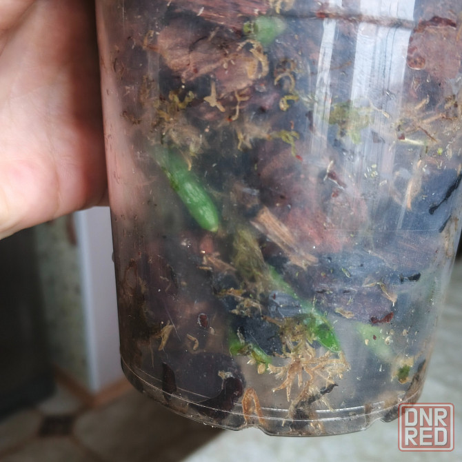 Орхидея фаленопсис Scorpio Донецк - изображение 4