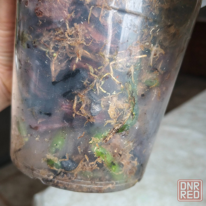 Орхидея фаленопсис Scorpio Донецк - изображение 5