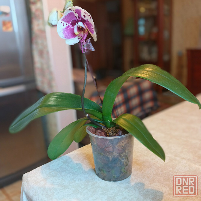 Орхидея фаленопсис Scorpio Донецк - изображение 2