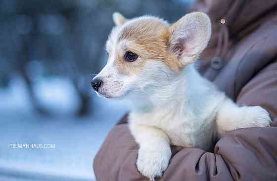 Щенок породы вельш корги пемброк питомник "TelmanHaus " Донецк