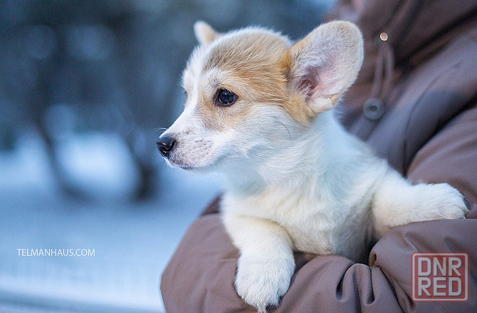 Щенок породы вельш корги пемброк питомник "TelmanHaus " Донецк - изображение 1
