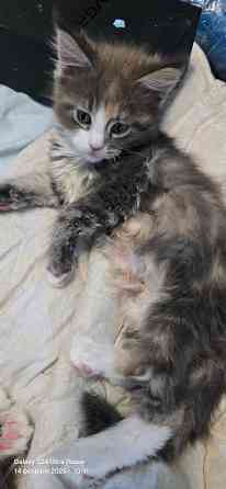 Продам котят Мей Куна Донецк