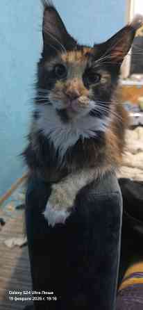 Продам котят Мей Куна Донецк