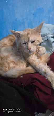 Продам котят Мей Куна Донецк