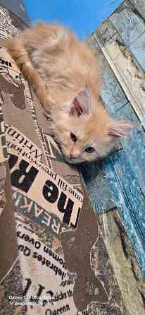 Продам котят Мей Куна Донецк