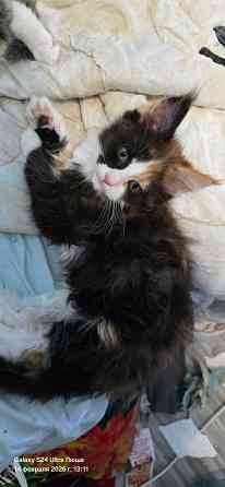 Продам котят Мей Куна Донецк