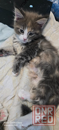 Продам котят Мей Куна Донецк - изображение 2