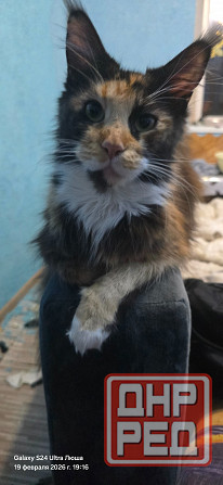 Продам котят Мей Куна Донецк - изображение 5