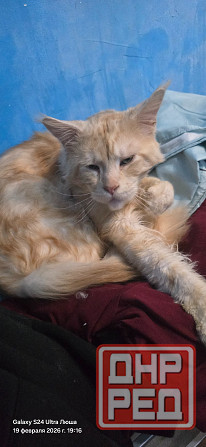 Продам котят Мей Куна Донецк - изображение 4