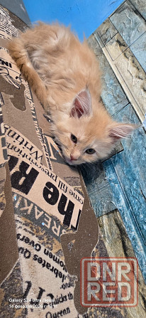 Продам котят Мей Куна Донецк - изображение 3