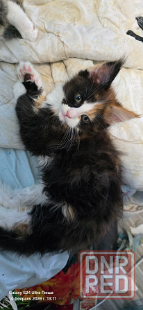 Продам котят Мей Куна Донецк - изображение 1