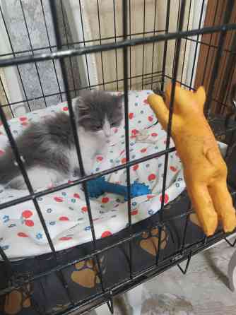 Норвежские лесные Донецк