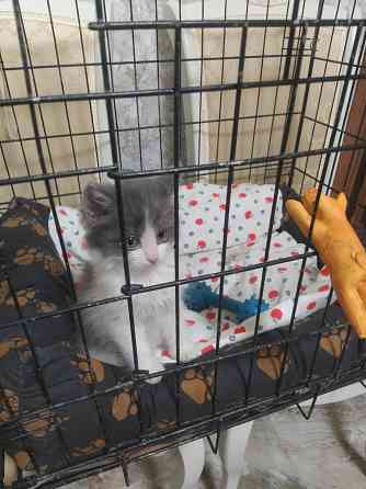 Норвежские лесные Донецк