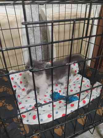 Норвежские лесные Донецк