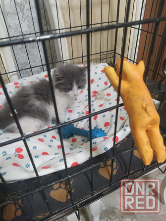 Норвежские лесные Донецк - изображение 3