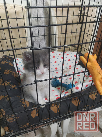 Норвежские лесные Донецк - изображение 2