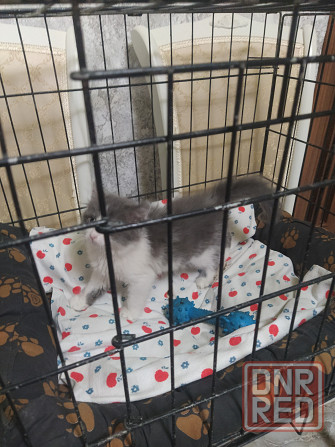 Норвежские лесные Донецк - изображение 1