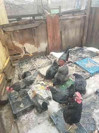 Продам молодых петушков и курочек Донецк