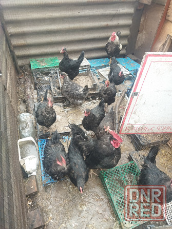 Продам молодых петушков и курочек Донецк - изображение 2