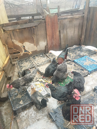 Продам молодых петушков и курочек Донецк - изображение 1