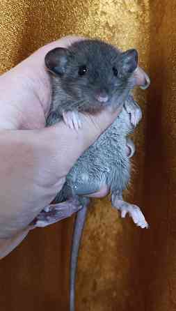 Мальчик Дамбо Макеевка