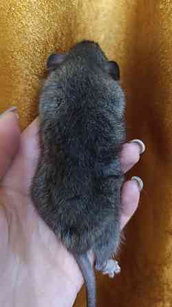 Мальчик Дамбо Макеевка