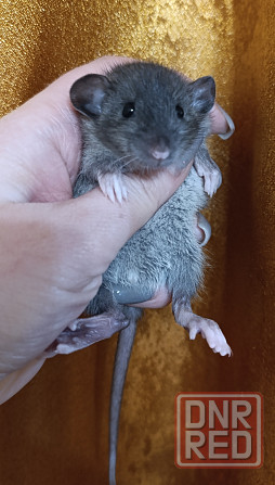 Мальчик Дамбо Макеевка - изображение 1