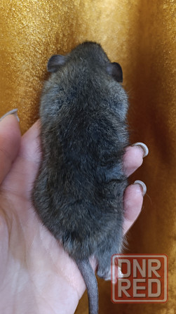 Мальчик Дамбо Макеевка - изображение 2