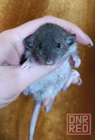 Мальчик Дамбо Макеевка - изображение 3