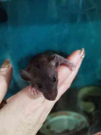 Крысята Дамбо Донецк