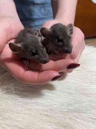 Крысята Дамбо Донецк