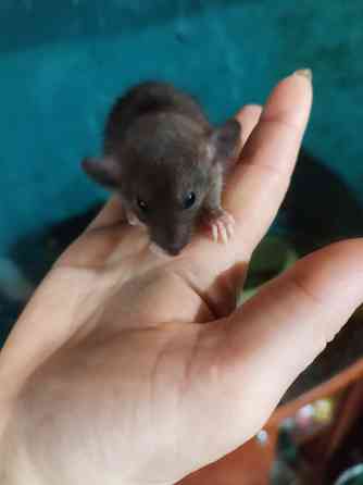 Крысята Дамбо Донецк