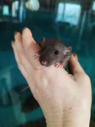 Крысята Дамбо Донецк