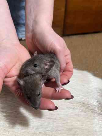 Крысята Дамбо Донецк