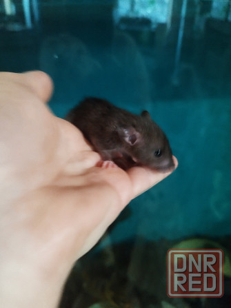 Крысята Дамбо Донецк - изображение 2