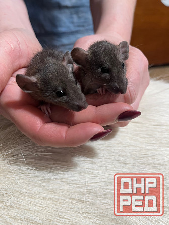 Крысята Дамбо Донецк - изображение 2