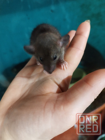 Крысята Дамбо Донецк - изображение 1