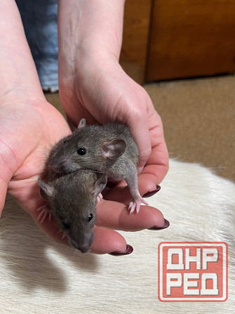 Крысята Дамбо Донецк - изображение 1