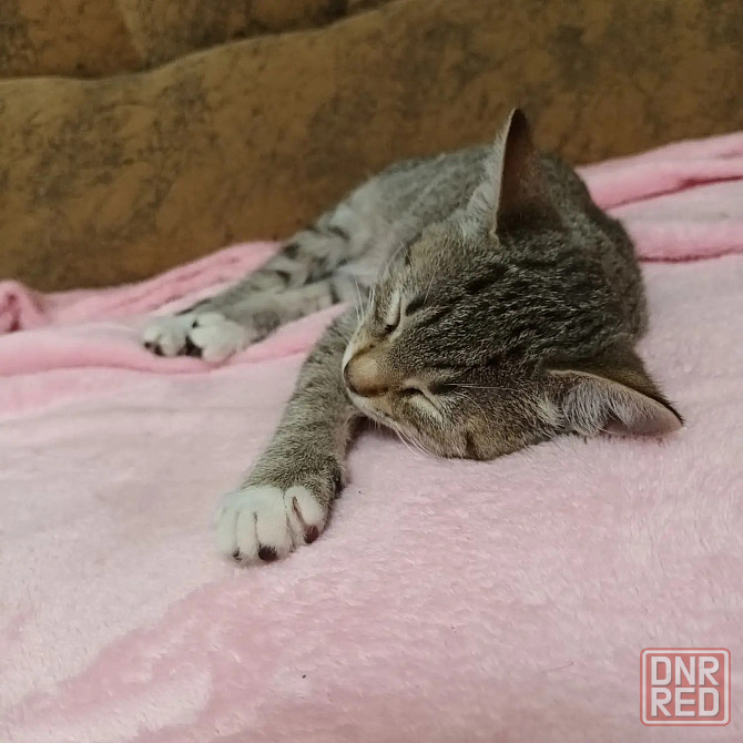 Отдам кошечку в хорошие руки Донецк - изображение 1