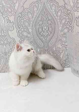 Серебристая Девочка Макеевка