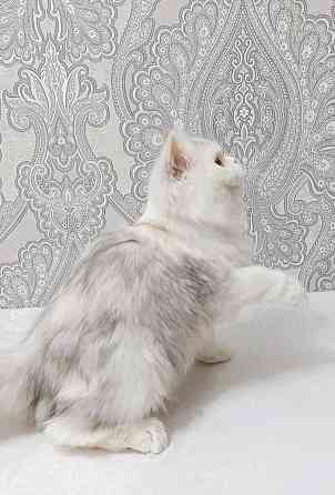 Серебристая Девочка Макеевка