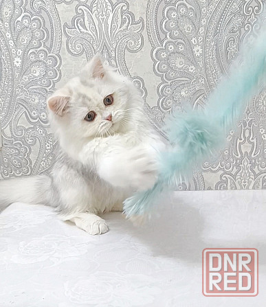 Серебристая Девочка Макеевка - изображение 1