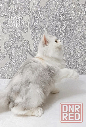 Серебристая Девочка Макеевка - изображение 4