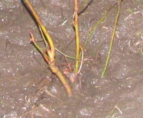 Даю "установку" ногу надо стоя Донецк